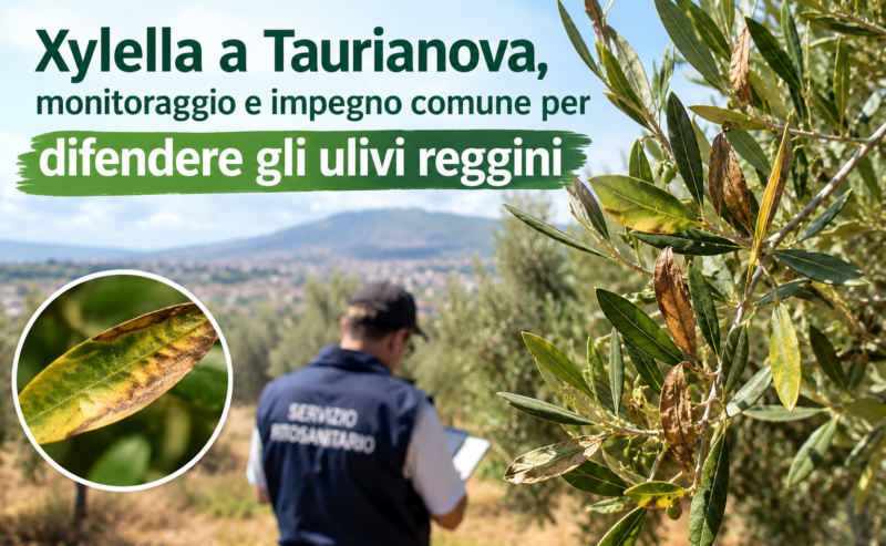 Xylella a Taurianova, monitoraggio e impegno comune per difendere gli ulivi reggini