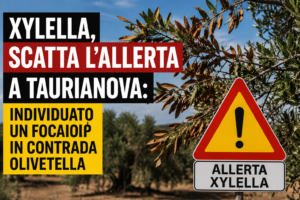 Xylella, scatta l’allerta a Taurianova: individuato un focolaio in contrada Olivetella