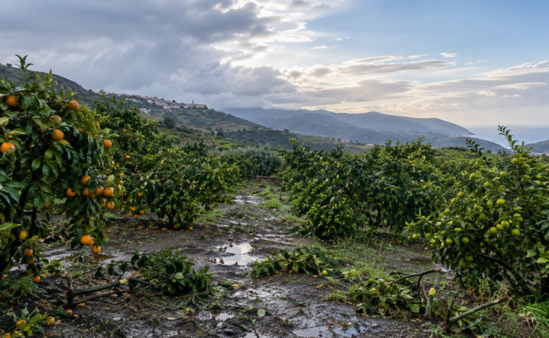 Maltempo nell’Area grecanica: danni alle imprese agricole, il sostegno di Confagricoltura Reggio