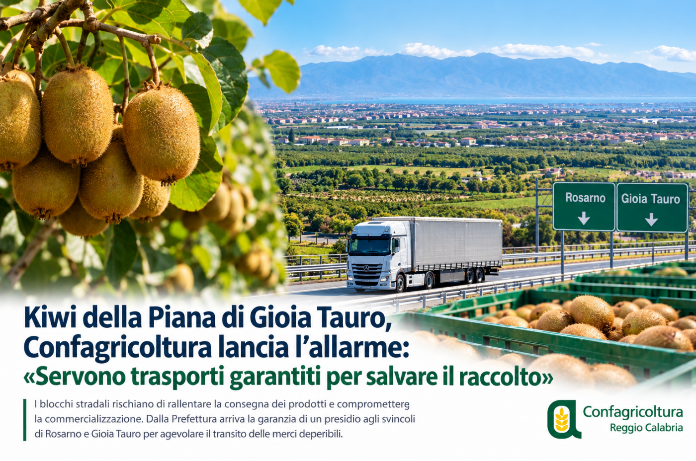 Calabria, l’allarme dei kiwi-coltivatori: i blocchi stradali mettono a rischio la raccolta nella Piana di Gioia Tauro