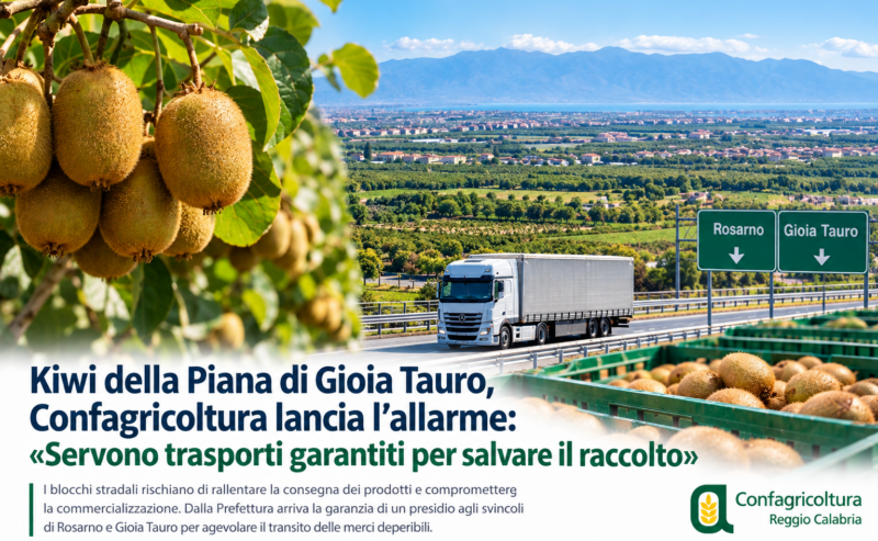 Calabria, l’allarme dei kiwi-coltivatori: i blocchi stradali mettono a rischio la raccolta nella Piana di Gioia Tauro